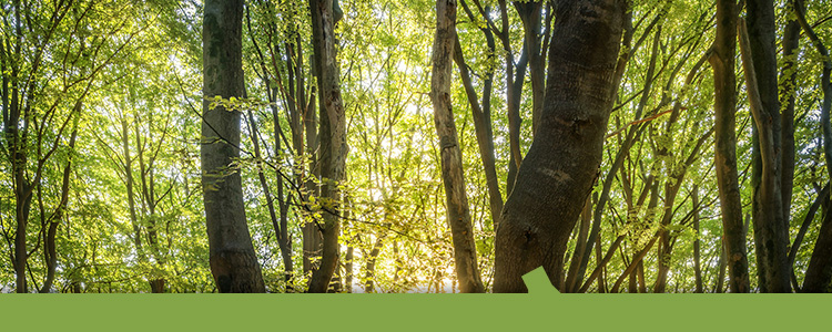 Centrum Hout Banner